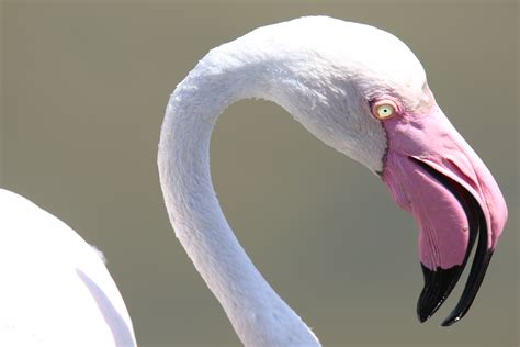 Fenicottero Phoenicopterus Roseus JuzaPhoto