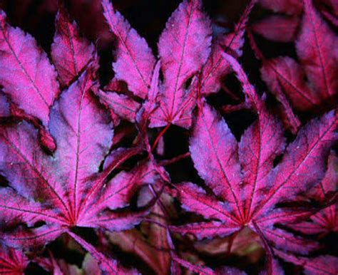 Purple ghost japanese maple tree - sergaviation
