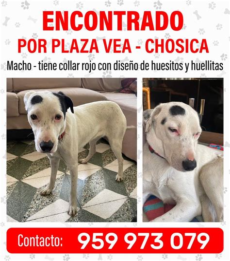 Alco Per On Twitter Rt Munaype Perrito Encontrado Por