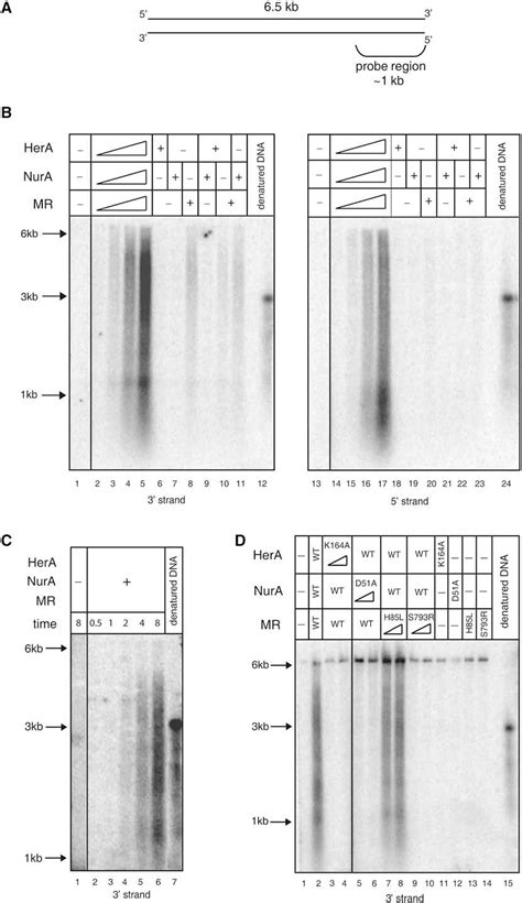 Figure From The P Furiosus Mre Rad Complex Promotes Strand