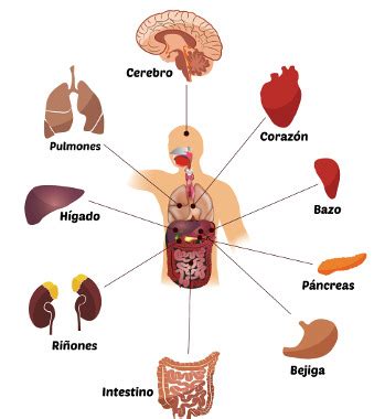 Partes Do Corpo Humano Em Espanhol Mundo Educa O