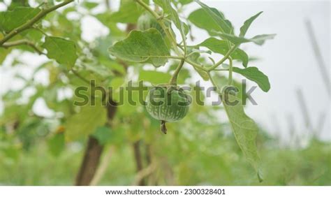 29,407 Egg Plant Tree Images, Stock Photos & Vectors | Shutterstock