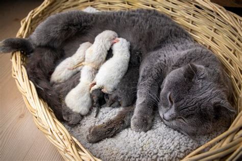 Premium Photo | Mother cat and baby cat