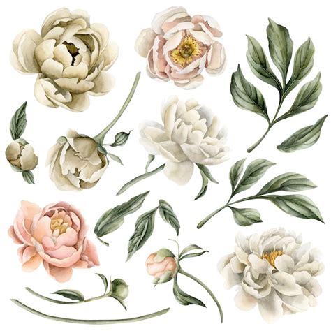 Premium Photo Set Of Peony Flowers Buds And Leaves Floral Watercolor