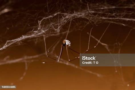 Daddy Long Legs Spider Carrying Eggs Stock Photo - Download Image Now ...