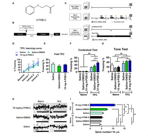 Psb Increased Fear Memory Retrieval And Dendritic Spine Density