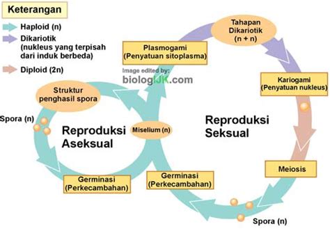 Siklus Hidup Jamur Secara Seksual Dan Aseksual Gambar Tahapan Dan