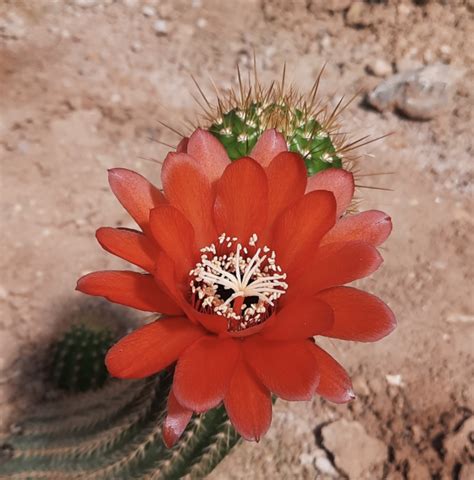 Trichocereus Andalgalensis Cactus Seeds