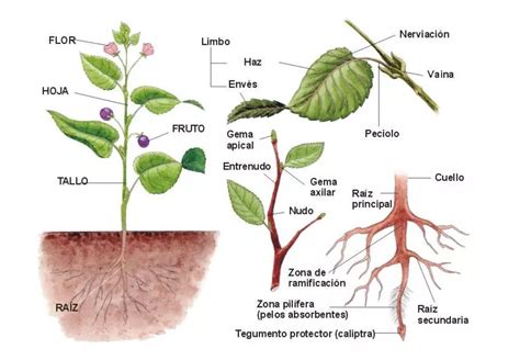 Földesúr megfejt befejezetlen partes de la fotosintesis de las plantas