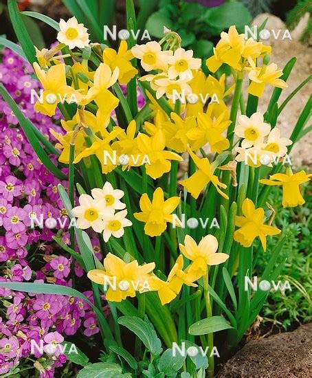 Narcissus mixed Several Varieties