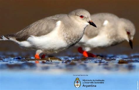 Plan Nacional Para La Conservaci N De Las Aves Playeras En Argentina