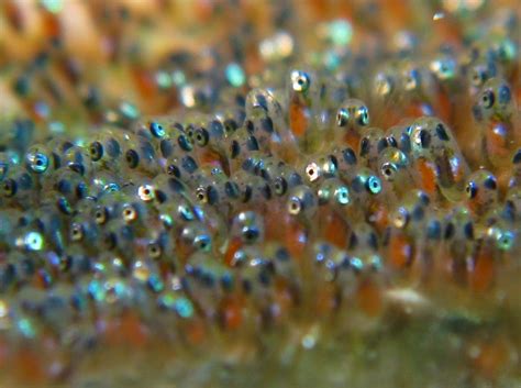 DNA Barcoding: Fish eggs and larva