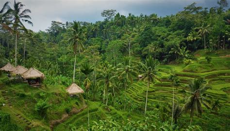 Guide to Ubud Rice Fields [and Around]- the Famous Rice Terraces in ...