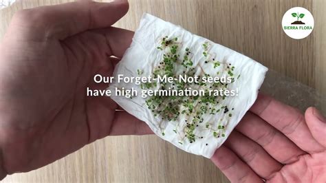 How To Germinate Forget Me Not From Seeds Youtube