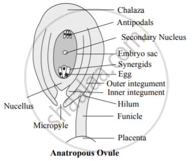 Describe The Structure Of Anatropus Ovule With The Help Of Labelled