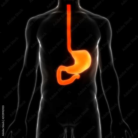 Human Digestive System Stomach Anatomy Stock Illustration | Adobe Stock