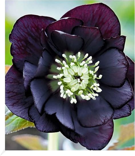 Baldur Garten Gef Llte Christrose Black Swan Pflanze Helleborus