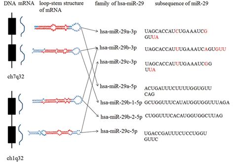 Diverse Roles Of MiR 29 In Cancer Review