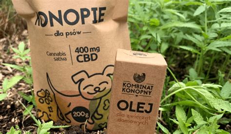 Olejek Cbd Dla Psa Jaki Wybra Dawkowanie Efekty Skutki Uboczne