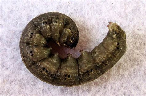 17 Natural Ways To Get Rid Of Cutworms Dre Campbell Farm