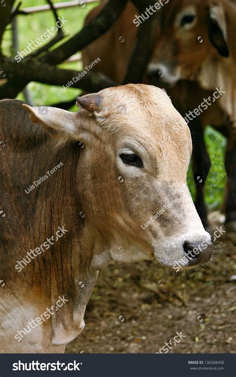 1 Longho Images, Stock Photos & Vectors | Shutterstock
