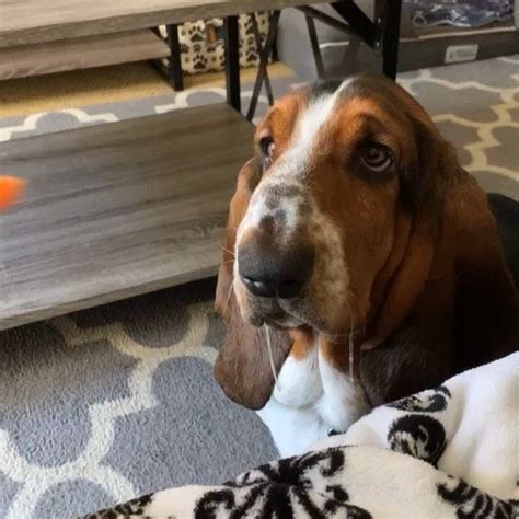 Why Do Basset Hounds Drool So Much