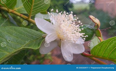 Nombre Científico De Guayaba Psidium Guajava Linn Es Un árbol De