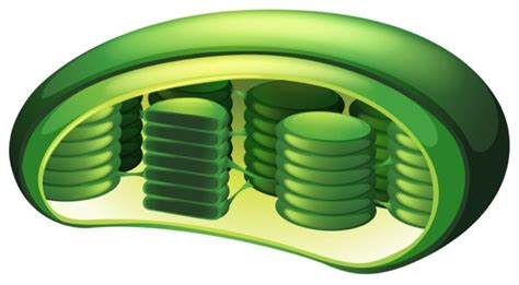 Diagram Plant Biology: Chloroplast structure, Photosynthesis Diagram | Quizlet