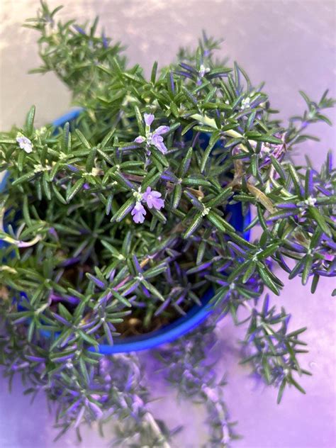 Rosemary Trailing Herbs Plant Each Furniture Home Living