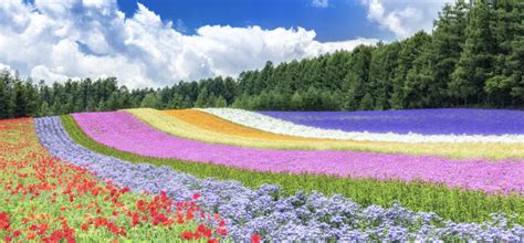 Surround yourself with the rainbow flower fields at Farm Tomita in ...