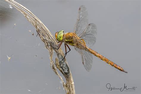 Odonata – Gill Merritt Photography