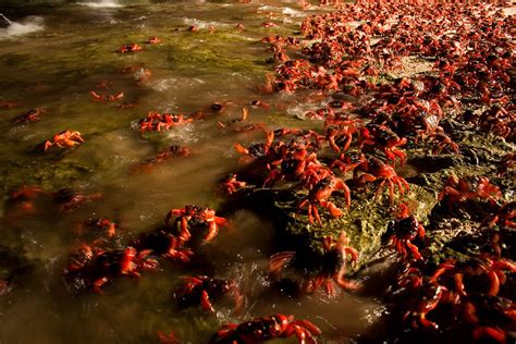 Christmas Island - Red Crabs Migration