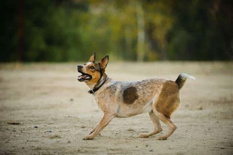 Australian Stumpy Tail Cattle Dog - FurLyfe!