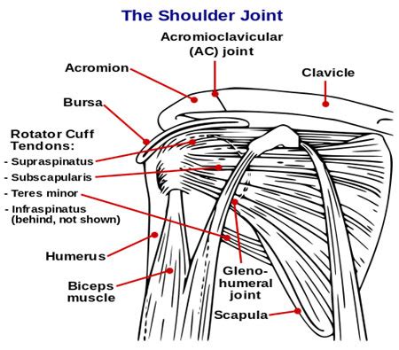 Shoulder Bursitis | Musculoskeletal Physiotherapy Australia