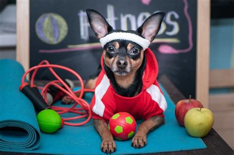 Is Your Dog Getting Enough Exercise? | Central Broward Animal Hospital