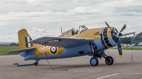 Un Deuxième Wildcat Volera Bientôt Au Royaume Uni Lecharpe Blanche