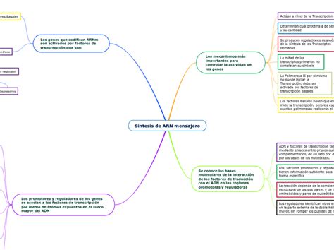 Síntesis de ARN mensajero Mind Map