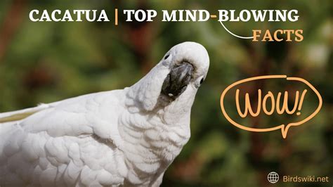 CACATUA | TOP MIND-BLOWING FACTS | COMPLETE INFORMATION