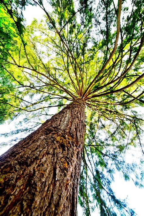 time  plant trees  food blacklotus landscaping