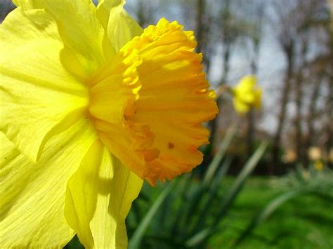 Daffodil Flower In Hindi Meaning Best Flower Site