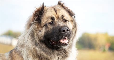 Caucasian Shepherds: Everything You Need To Know