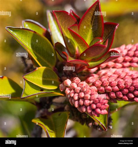 Endemic Plants Hi Res Stock Photography And Images Alamy