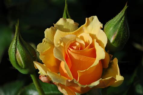 Amber Queen ® | Rose, apricot, 75 x 60 cm (Harkness, vor 1981) | Rosa ...