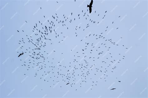Premium Photo | Portrait of a wise crow symbols of intelligence and ...