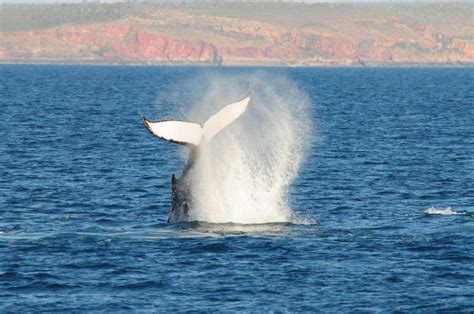 Whale Behaviours – Fluke Up Dive - Centre for Whale Research