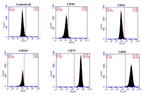 Investigation Of Cell Surface Antigens Of Mscs Isolated From Human