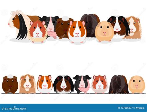 Set Of Guinea Pigs Group And Border Stock Vector Illustration Of