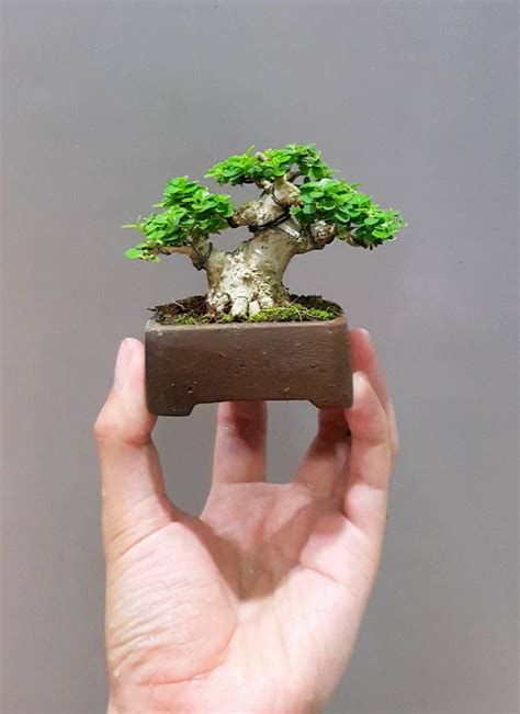 Bonsai Kembang Sepatu Materi Belajar Online