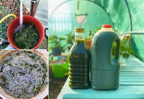 Boost Your Garden S Growth With This Diy Stinging Nettle Fertilizer Tea