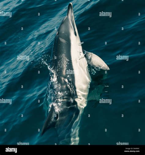 Dolphin In The Strait Of Gibraltar Stock Photo Alamy